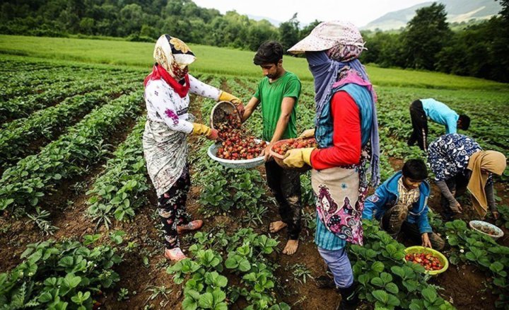 (تصاویر) برداشت توت فرنگی در سفید چشمه گلستان