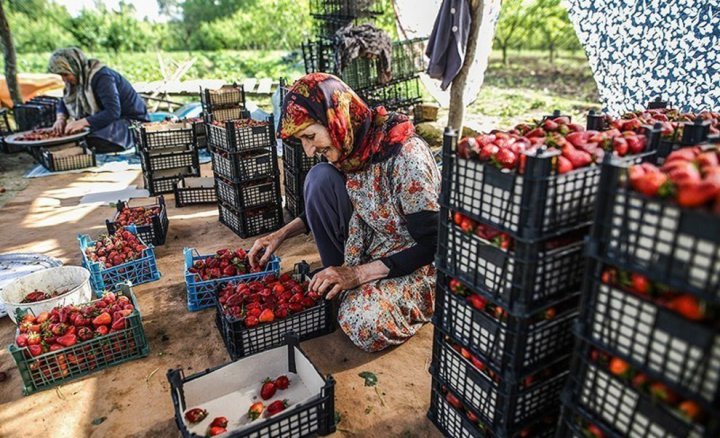 (تصاویر) برداشت توت فرنگی در سفید چشمه گلستان