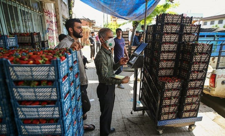 (تصاویر) برداشت توت فرنگی در سفید چشمه گلستان