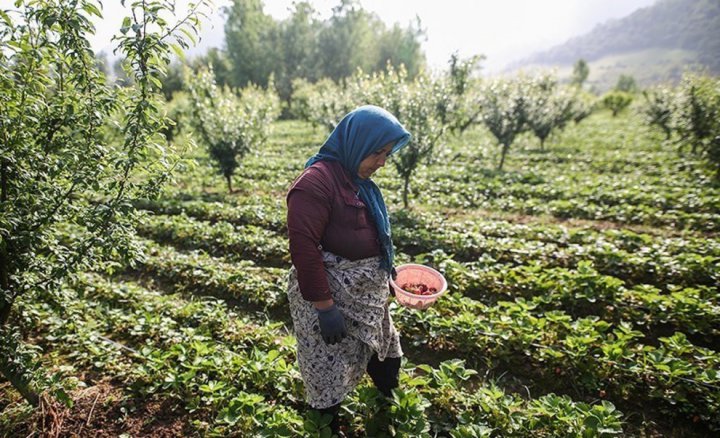 (تصاویر) برداشت توت فرنگی در سفید چشمه گلستان