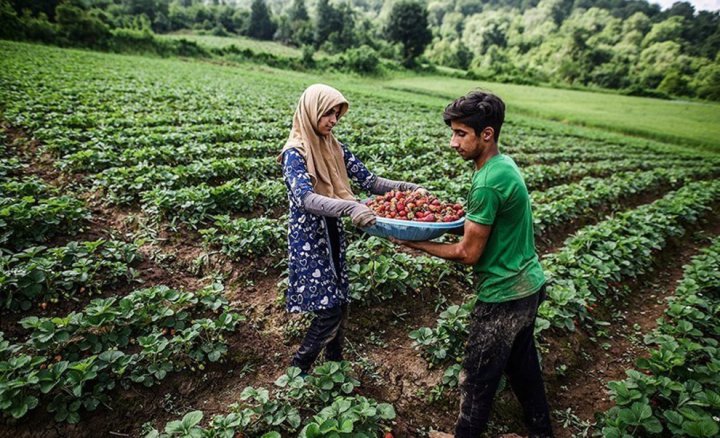 (تصاویر) برداشت توت فرنگی در سفید چشمه گلستان