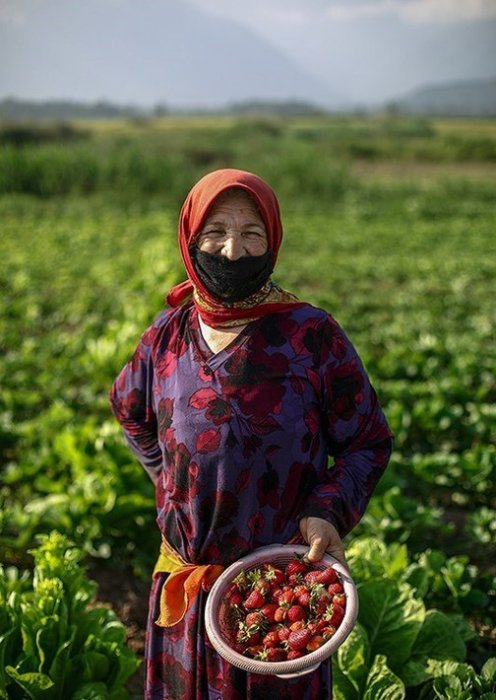 (تصاویر) برداشت توت فرنگی در سفید چشمه گلستان