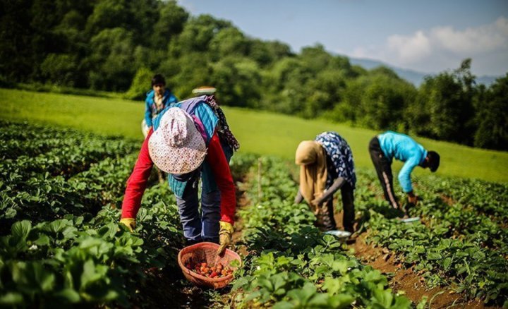 (تصاویر) برداشت توت فرنگی در سفید چشمه گلستان