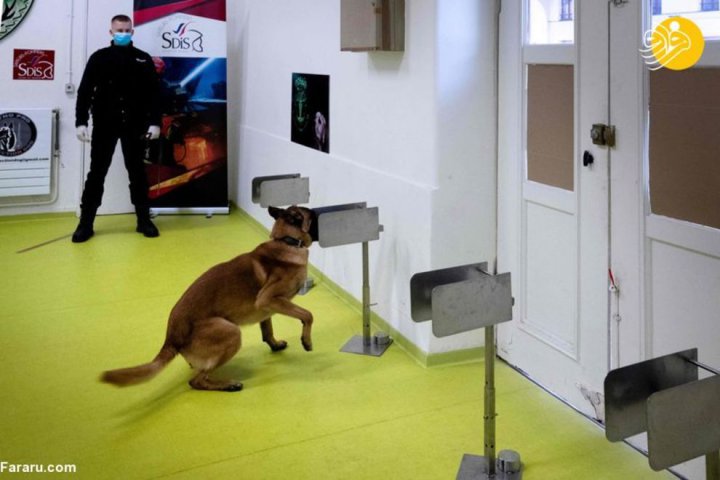 (تصاویر) آموزش سگ‌ها برای تشخیص کرونا