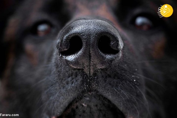 (تصاویر) آموزش سگ‌ها برای تشخیص کرونا