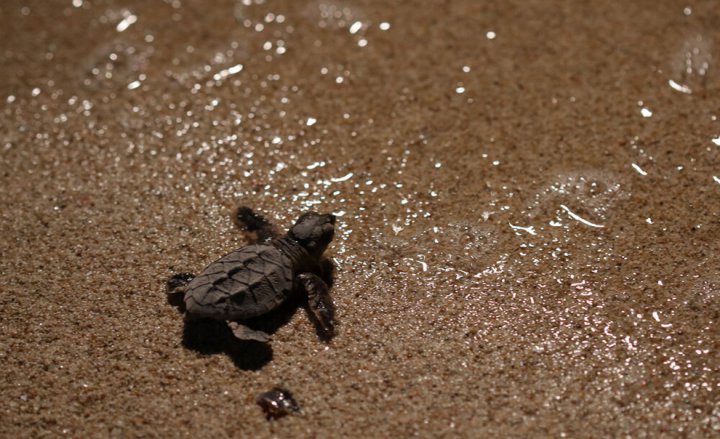 (تصاویر) آغاز سفر بچه لاک‌پشت‌های پوزه عقابی از قشم