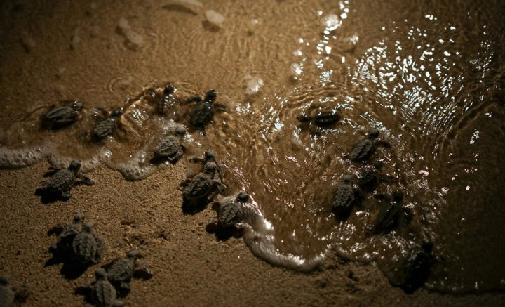 (تصاویر) آغاز سفر بچه لاک‌پشت‌های پوزه عقابی از قشم