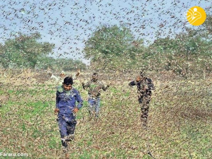 (تصاویر) حمله میلیون‌ها ملخ به هند