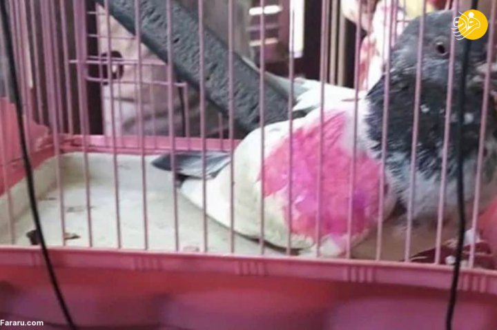 (ویدئو) کبوتر جاسوس دستگیر شد!