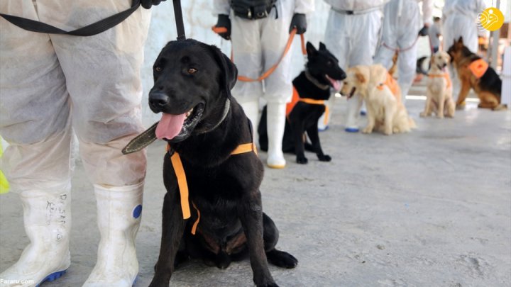 (تصاویر) گزارش رسانه خارجی از آموزش سگ‌ها برای تشخیص کرونا در ایران