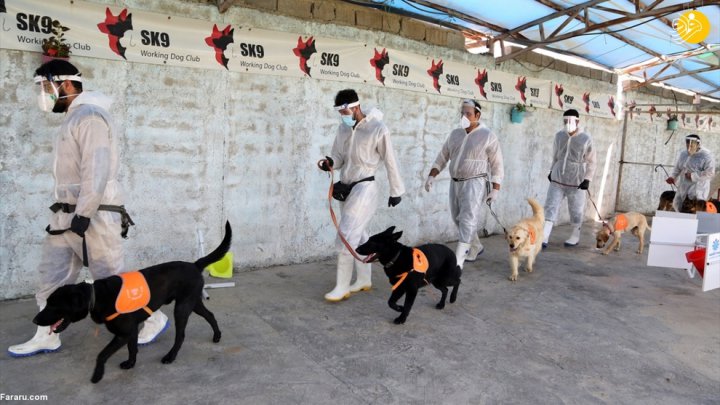 (تصاویر) گزارش رسانه خارجی از آموزش سگ‌ها برای تشخیص کرونا در ایران