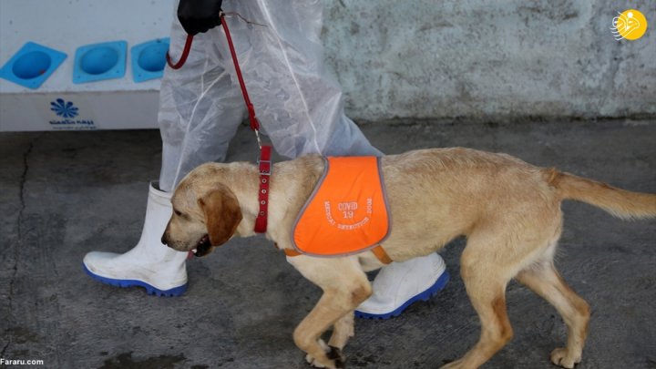(تصاویر) گزارش رسانه خارجی از آموزش سگ‌ها برای تشخیص کرونا در ایران