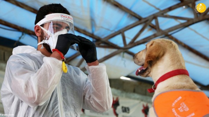 (تصاویر) گزارش رسانه خارجی از آموزش سگ‌ها برای تشخیص کرونا در ایران