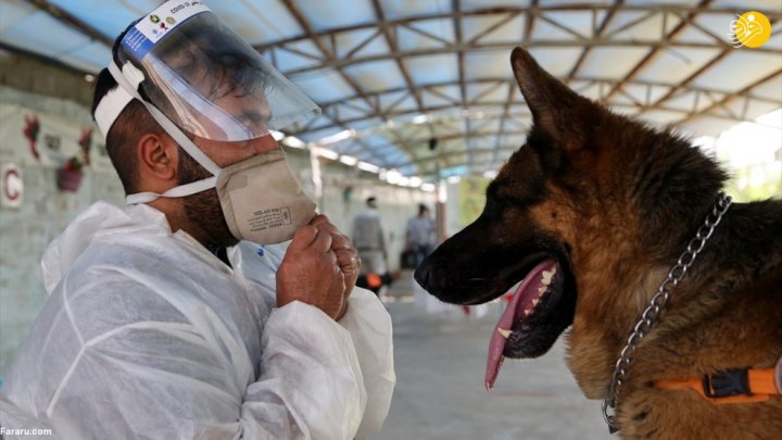 (تصاویر) گزارش رسانه خارجی از آموزش سگ‌ها برای تشخیص کرونا در ایران