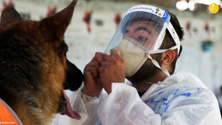 (تصاویر) گزارش رسانه خارجی از آموزش سگ‌ها برای تشخیص کرونا در ایران