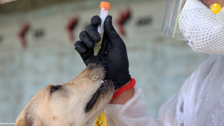 (تصاویر) گزارش رسانه خارجی از آموزش سگ‌ها برای تشخیص کرونا در ایران