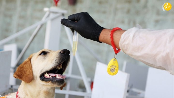 (تصاویر) گزارش رسانه خارجی از آموزش سگ‌ها برای تشخیص کرونا در ایران