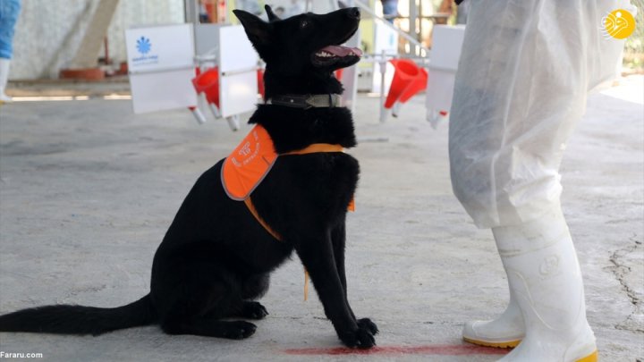 (تصاویر) گزارش رسانه خارجی از آموزش سگ‌ها برای تشخیص کرونا در ایران