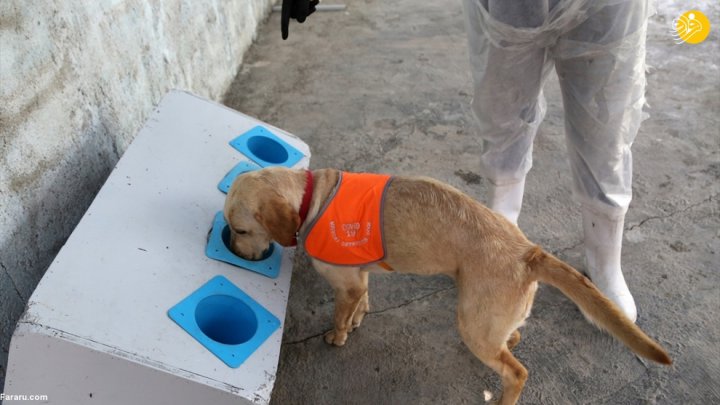 (تصاویر) گزارش رسانه خارجی از آموزش سگ‌ها برای تشخیص کرونا در ایران