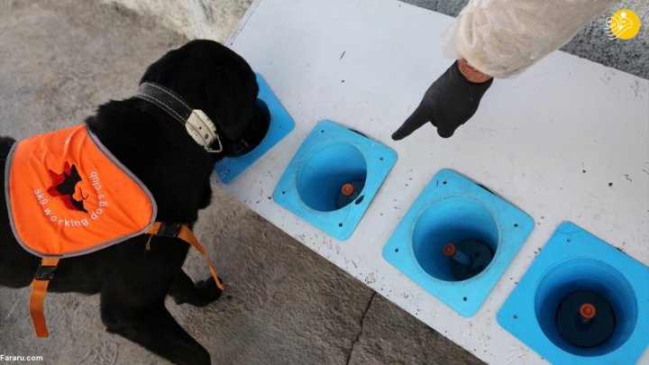 (تصاویر) گزارش رسانه خارجی از آموزش سگ‌ها برای تشخیص کرونا در ایران