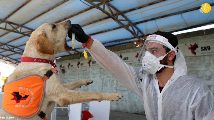 (تصاویر) گزارش رسانه خارجی از آموزش سگ‌ها برای تشخیص کرونا در ایران