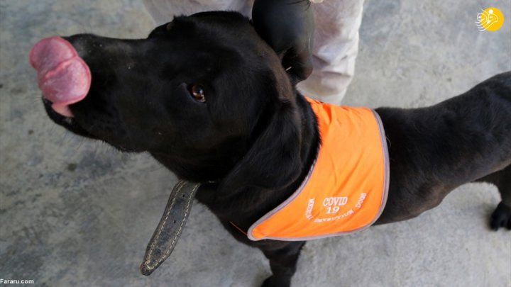 (تصاویر) گزارش رسانه خارجی از آموزش سگ‌ها برای تشخیص کرونا در ایران