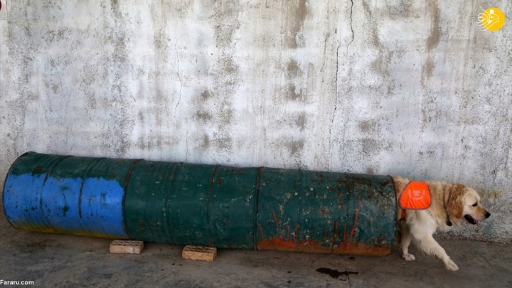 (تصاویر) گزارش رسانه خارجی از آموزش سگ‌ها برای تشخیص کرونا در ایران