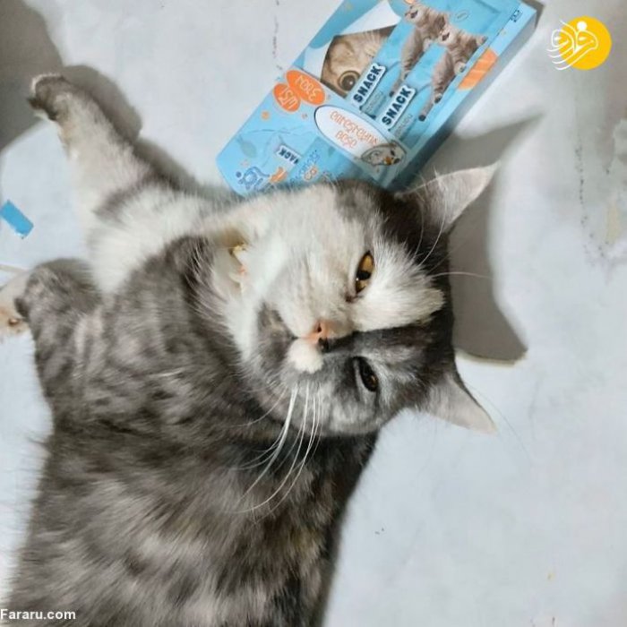 (تصاویر) محبوبیت روزافزون "گربه دوچهره" از نژاد ایرانی