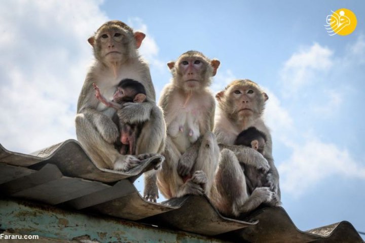 (تصاویر) عمل عقیم سازی میمون‌ها