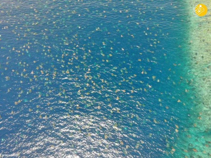 تصویری هوایی از هزاران لاکپشت سبز در جزره رائین استرالیا