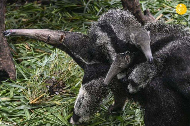 خانواده ای از مورچه خوارها در پارک سافاری گوانگژو چین