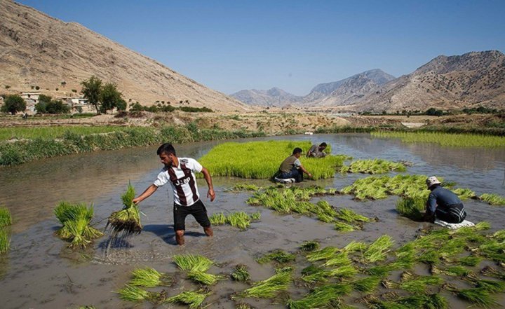 (تصاویر) برنج‌کاری در دشت سوسن ایذه