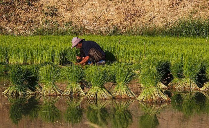 (تصاویر) برنج‌کاری در دشت سوسن ایذه