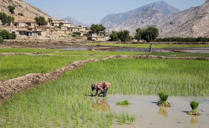 (تصاویر) برنج‌کاری در دشت سوسن ایذه