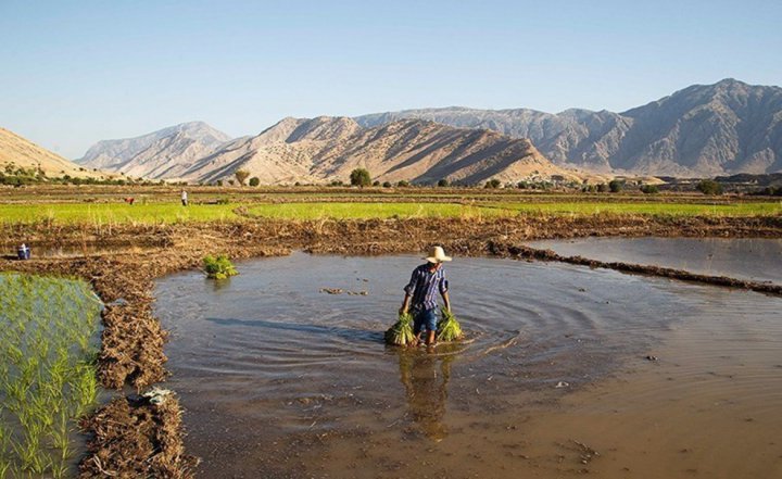 (تصاویر) برنج‌کاری در دشت سوسن ایذه