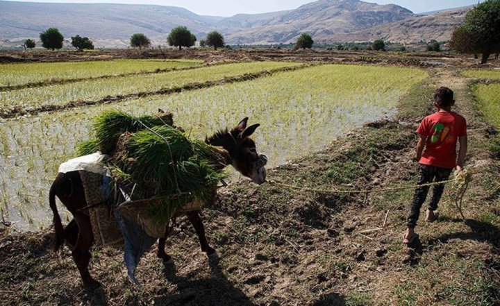 (تصاویر) برنج‌کاری در دشت سوسن ایذه