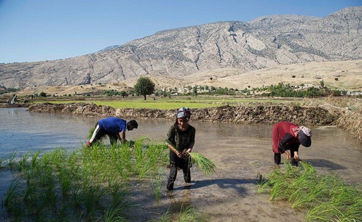 (تصاویر) برنج‌کاری در دشت سوسن ایذه