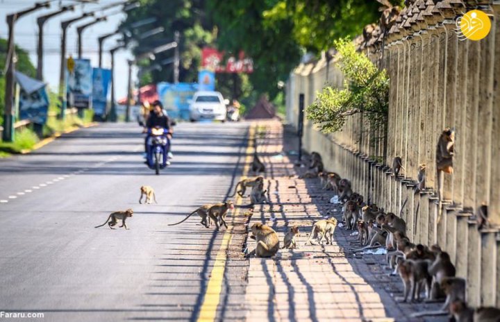 (تصاویر) یک شهر در تسخیر میمون‌ها