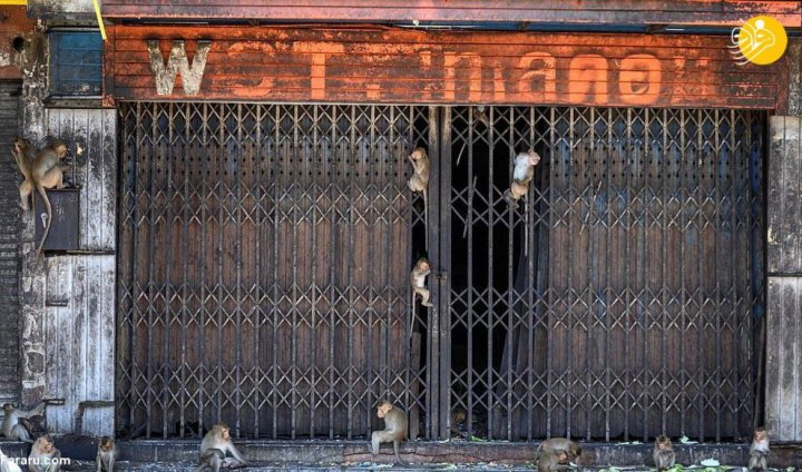 (تصاویر) یک شهر در تسخیر میمون‌ها