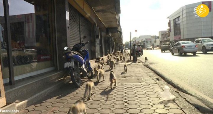 (تصاویر) یک شهر در تسخیر میمون‌ها