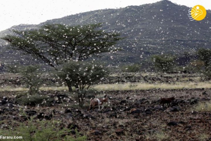 (تصاویر) هجوم گسترده ملخ‌ها به مزارع کشاورزی کنیا