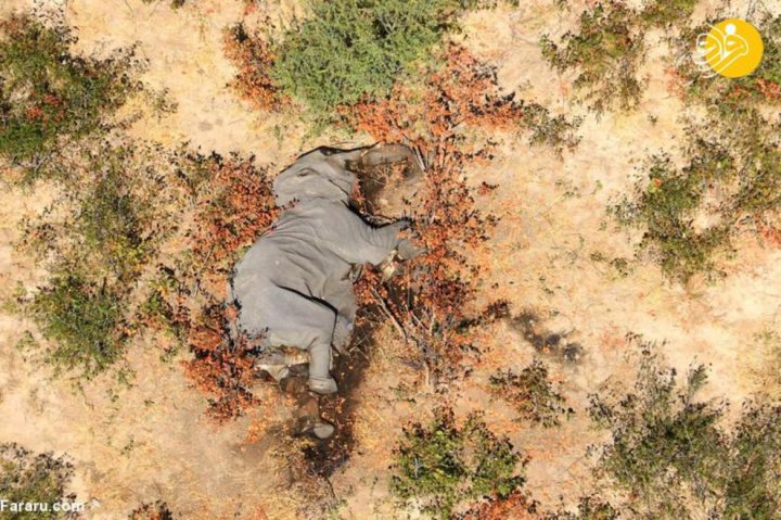 (تصاویر) رویداد بی‌سابقه در حیات وحش؛ مرگ مرموز ۳۵۰ فیل در دو ماه