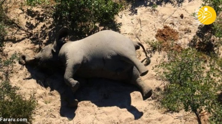 (تصاویر) رویداد بی‌سابقه در حیات وحش؛ مرگ مرموز ۳۵۰ فیل در دو ماه