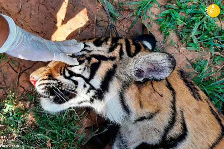 ببره مرده در مزرعه ای در جنوب آچه اندونزی