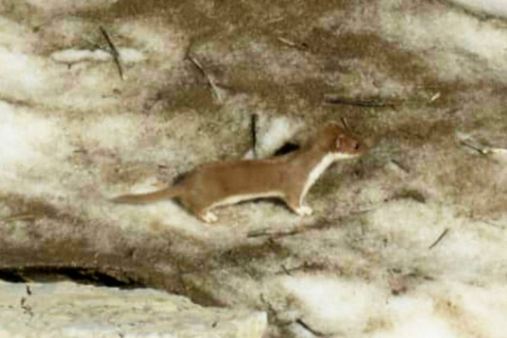 (تصویر) کوچک‌ترین گوشتخوار جهان در خوزستان دیده شد