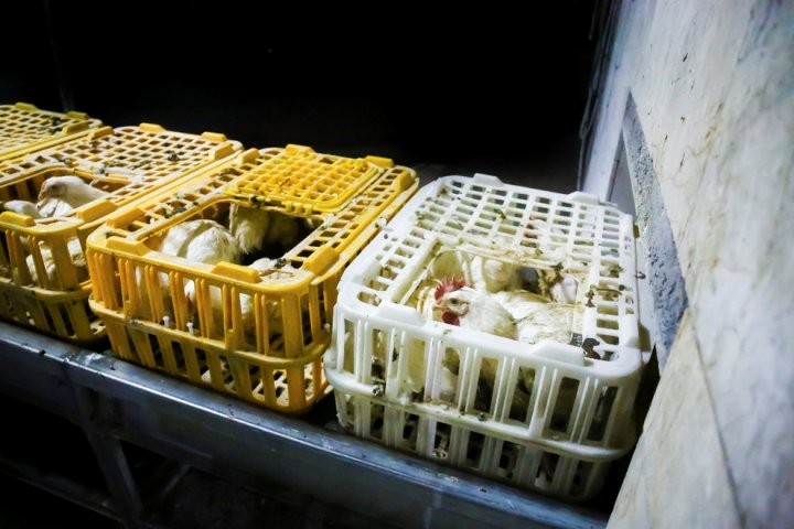 (تصاویر) کشتارگاه مرغ
