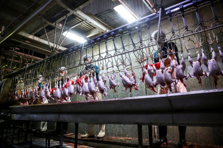 (تصاویر) کشتارگاه مرغ