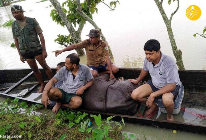 (تصاویر) تلف شدن حیوانات وحشی در سیل هند