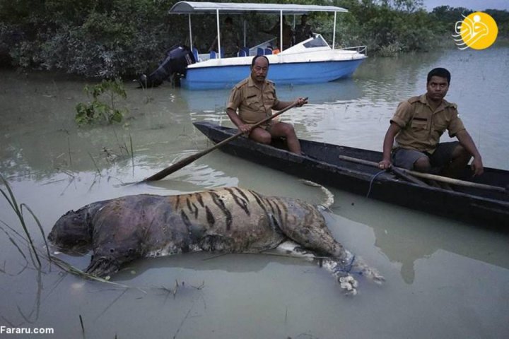 (تصاویر) تلف شدن حیوانات وحشی در سیل هند