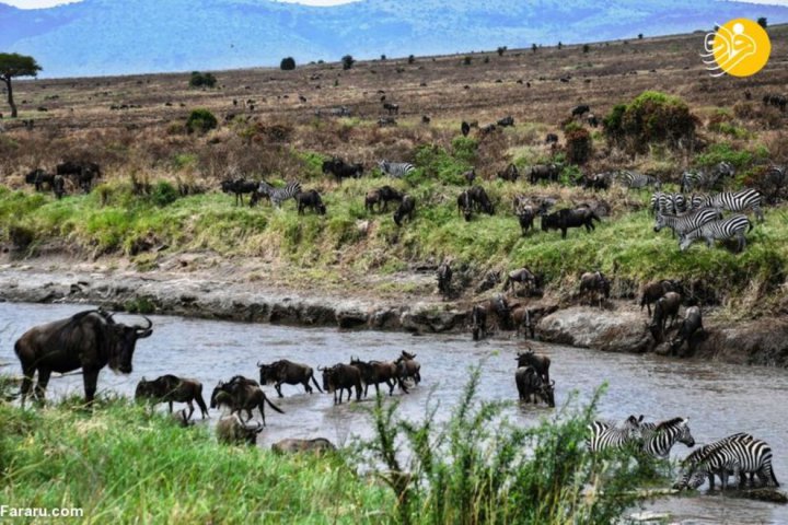 (تصاویر) آغاز مهاجرت دسته جمعی هزاران کل یالدار؛ عجایب بزرگ حیات وحش